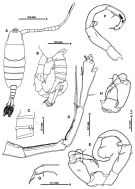 Espèce Tortanus (Atortus) nishidai - Planche 1 de figures morphologiques
