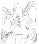 Species Platycopia orientalis - Plate 3 of morphological figures