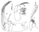 Espèce Tortanus (Acutanus) angularis - Planche 2 de figures morphologiques