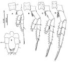 Espèce Tortanus (Acutanus) angularis - Planche 3 de figures morphologiques