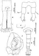 Espèce Tortanus (Acutanus) setacaudatus - Planche 1 de figures morphologiques