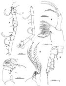 Espèce Tortanus (Eutortanus) dextrilobatus - Planche 3 de figures morphologiques