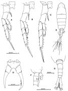 Espèce Tortanus (Eutortanus) dextrilobatus - Planche 4 de figures morphologiques