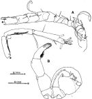 Espèce Tortanus (Eutortanus) dextrilobatus - Planche 5 de figures morphologiques