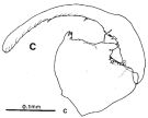 Espèce Tortanus (Eutortanus) derjugini - Planche 2 de figures morphologiques
