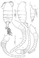Espèce Paramisophria itoi - Planche 1 de figures morphologiques
