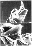 Espèce Macandrewella stygiana - Planche 8 de figures morphologiques