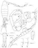 Species Tortanus (Atortus) ryukyuensis - Plate 3 of morphological figures