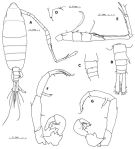 Espèce Tortanus (Atortus) digitalis - Planche 2 de figures morphologiques