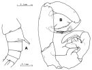 Espèce Tortanus (Atortus) rubidus - Planche 4 de figures morphologiques