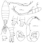 Espèce Tortanus (Atortus) rubidus - Planche 3 de figures morphologiques