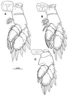 Espce Platycopia compacta - Planche 4 de figures morphologiques
