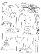 Espèce Paramisophria galapagensis - Planche 1 de figures morphologiques