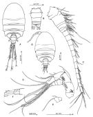 Espèce Misophriopsis okinawensis - Planche 1 de figures morphologiques