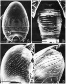 Espèce Misophriopsis okinawensis - Planche 8 de figures morphologiques