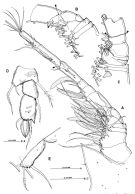 Espèce Misophria pallida - Planche 1 de figures morphologiques