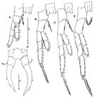 Espèce Tortanus (Boreotortanus) discaudatus - Planche 2 de figures morphologiques