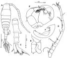 Espèce Tortanus (Boreotortanus) discaudatus - Planche 3 de figures morphologiques