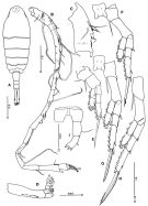 Espèce Tortanus (Acutanus) ecornatus - Planche 1 de figures morphologiques
