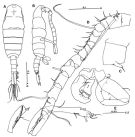 Espèce Tortanus (Acutanus) ecornatus - Planche 2 de figures morphologiques