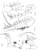 Species Crassarietellus huysi - Plate 3 of morphological figures
