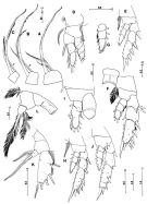 Species Crassarietellus huysi - Plate 5 of morphological figures