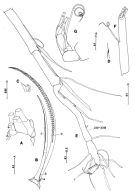 Species Arietellus plumifer - Plate 3 of morphological figures