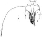 Species Arietellus plumifer - Plate 4 of morphological figures