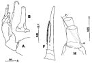 Espce Arietellus mohri - Planche 3 de figures morphologiques