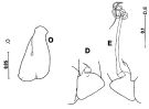 Espèce Arietellus aculeatus - Planche 6 de figures morphologiques