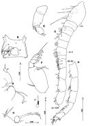 Espèce Metacalanus sp.1 - Planche 1 de figures morphologiques