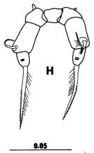 Espce Metacalanus sp.2 - Planche 3 de figures morphologiques