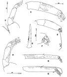 Espèce Paraugaptilus similis - Planche 2 de figures morphologiques
