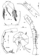 Espèce Paraugaptilus similis - Planche 3 de figures morphologiques
