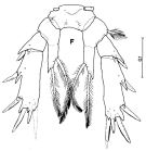 Espèce Paramisophria japonica - Planche 2 de figures morphologiques