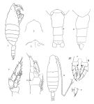 Species Bathycalanus bradyi - Plate 1 of morphological figures
