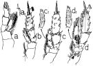 Species Scaphocalanus curtus - Plate 6 of morphological figures