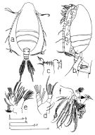 Espèce Scolecithricella tenuiserrata - Planche 2 de figures morphologiques