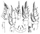 Species Scolecithricella tenuiserrata - Plate 3 of morphological figures