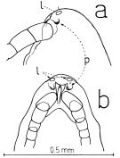 Species Xanthocalanus marlyae - Plate 1 of morphological figures