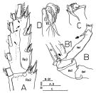 Espèce Macandrewella chelipes - Planche 4 de figures morphologiques