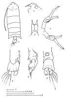 Species Pontella atlantica - Plate 12 of morphological figures