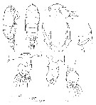 Species Pontella sinica - Plate 8 of morphological figures