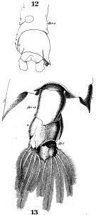 Species Pontella atlantica - Plate 4 of morphological figures