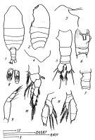 Espèce Sarsarietellus natalis - Planche 1 de figures morphologiques