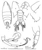 Espèce Arietellus indicus - Planche 1 de figures morphologiques