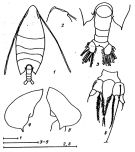 Species Arietellus plumifer - Plate 6 of morphological figures