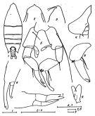 Species Arietellus plumifer - Plate 7 of morphological figures