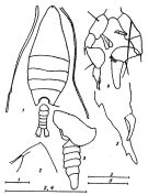 Species Arietellus simplex - Plate 6 of morphological figures