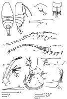 Espèce Paramisophria ovata - Planche 1 de figures morphologiques